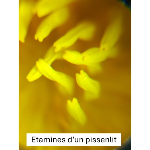 Microscope pour téléphone portable ou tablette