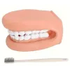 Modèle brossage de dents, mâchoire géante | Remue Méninge