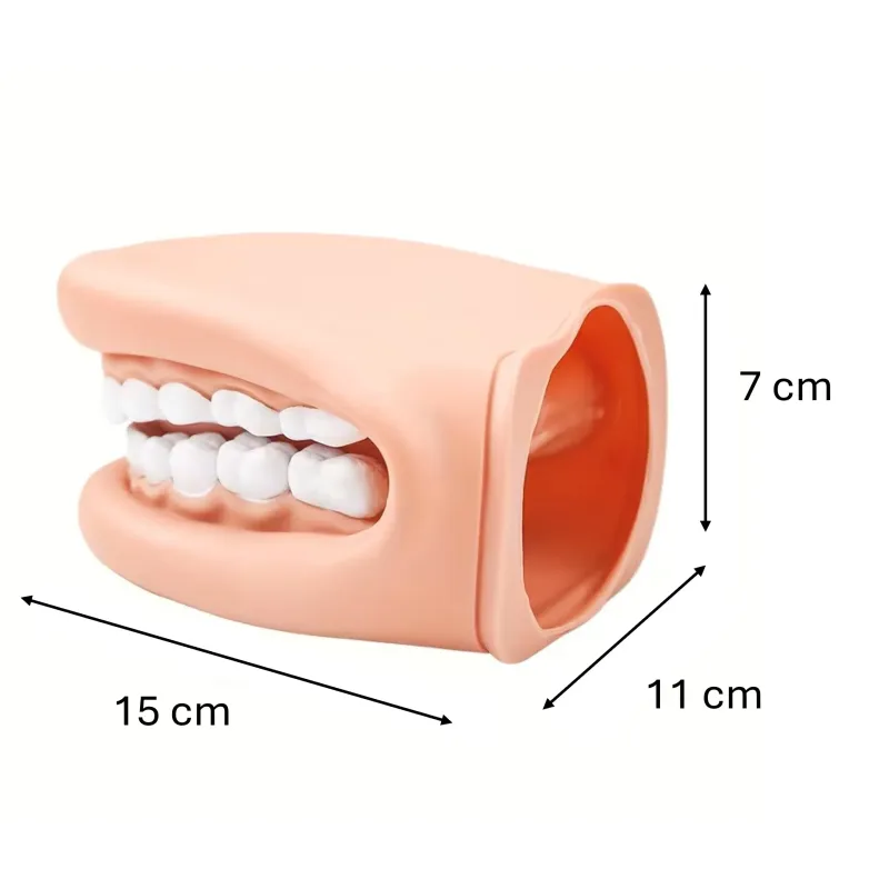 Modèle brossage de dents, mâchoire géante | Remue Méninge