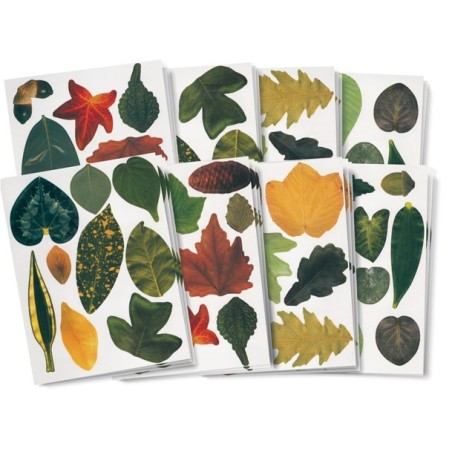 Kit Feuilles d'arbres